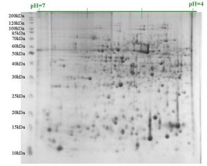 A diagram showing 2-D gel analysis. In the first figure on the left, the mixture of proteins is first applied to a tube or strip.Int the middle picture, isoelectric focusing is performed to separate the proteins by their pI values. In the last picture on the right, the gel containing the proteins separated by their pIs is turned on its side and applied along the top of a polyacrylamide slab for SDS-PAGE to separate on the basis of size.