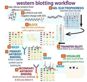 A diagram of a workflow for performing a Western blot. 1) Protein mixture is isolated. 2) Protein is denatured. 3) Proteins are separated by SDS-PAGE. 4) Proteins are transferred from gel to a membrane. 5) Membrane is blocked by using bovine serum albumin (BSA) or skim milk solution. 6) Membrane is washed to remove excess BSA or milk. 7) Membrane is incubated in solution containing the primary antibody which binds with specificity to the target protein. 8) Excess antibody is washed with PBS. 9) Membrane is incubated in solution containing the secondary antibody which binds to the primary antibody. 10) Excess secondary antibody is washed with PBS. 11) Membrane is visualized by radiography or digital imager.