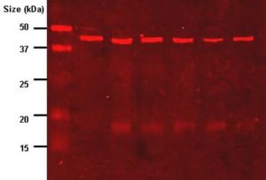 A picture of a Western blot result where the imaging antibody is labelled with IR-dye and the labelled proteins fluoresce a red color. A molecular weight marker is in the first gel lane.
