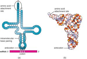 Two different drawings of tRNA. A) shows a single strand folded into a cross shape with intramolecular base pairing. The 3’ end at the top is labeled amino acid attachment site and has the sequence ACC. The 5’ end is also at the top. At the base of the cross is a three letter grouping called anticodon. This is complementary to a three letter set on the mRNA called a codon. B) shows a space filling 3-D model that is shaped like an L. One end is the amino acid attachment site and the other is the anticodon.