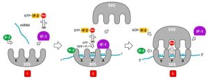 A diagram showing translation initation. At the start codon of the mRNA (AUG) the following attach: a tRNA with the anticodon UAC and containing the first amino acid, the large ribosomal subunit and the small ribosomal subunit. During initiation, translational complex forms, and tRNA brings the first amino acid in polypeptide chain to bind to start codon om mRNA. At this point the tRNA is attached to the middle binding site (P) of the ribosome. The 3 sites from left to right are E, P, A. The initiation factors leave the complex. Elongation starts.