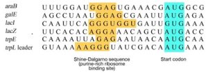 A diagram showing shared Shine-Dalgarno sequences consisting of the purine nucleotides guanine and adenine in the translation initiation regions of 6 E. coli genes.