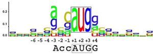 A diagram derived from counts of the bases in the translation initiation region from all human genes. Each letter is written in proportion to its frequency of occurrence. The letters are stacked together in a sequence logo. The most significantly biased bases are the A in the -3 and G in the +4 position with respect to the AUG