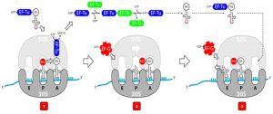 A diagram showing the elongation stage of protein translation. 1) Codon recognition when incoming aa-tRNA with complementary anticodon enters and binds to the mRNA codon on the A-site. 2) Peptidyl transferase is when peptide bond is formed between the amino acid on the tRNA that is on the P site and the amino acid on the tRNA in the A-site. 3)Translocation is when the ribosome moves one codon towards the 3’ end of the mRNA.