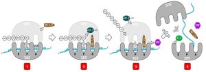 A diagram showing four steps in the termination of translation. 1) A stop codon becomes situated in the A site of the small ribosome subunit. 2) A release factor associates with the stop codon. 3) The assembled peptide is released from the P-site tRNA. 4) the translated protein, ribosomal subunits, mRNA, and tRNA disassemble.