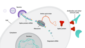 mRNA is encapsulated in liposomes which fuses with the plasma membrane releasing the mRNA into the cytoplasm. The mRNA gets translated into spike protein which gets displayed on the surface of cells where they are recognized by antibodies or B cells.