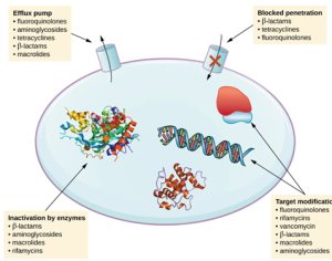 Mechanisms of resistance. Efflux pump (pumping drugs out of the cell): fluoroquinolones, aminoglycosides, tetracyclines, Beta-lactams, macrolides. Blocked penetration (not letting drugs into the cell): beta-lactams, tetracyclines, fluoroquinolones. Target modification (changing the target of the drug such as ribosomes or DNA): fluoroquinolones, rfamycins, vancomycin, beta-lactams, macrolides, aminoglycosides. Inactivating enzyme (enzyme that breaks down the drug): beta-lactams, aminoglycosides, macrolides, rifamycins.