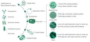 # Alternative Text for Figure 9.1: Recombinant Protein Expression Systems This scientific diagram illustrates the comprehensive workflow and applications of recombinant protein expression across different host cell systems. The figure is organized into three main sections: applications, the expression process, and host cell comparison. ## Left Side - Applications of Recombinant Proteins The left portion displays five key application categories, each represented by distinctive icons: - **Therapeutics**: Depicted by a Y-shaped antibody symbol, representing the use of recombinant proteins in developing therapeutic drugs and treatments - **Vaccines**: Shown with a star-like burst icon, indicating the role of recombinant proteins in vaccine development and production - **Structural studies**: Illustrated with a crystalline or molecular structure icon, representing the use of these proteins in understanding three-dimensional protein architecture - **Industrial enzymes**: Represented by a factory or industrial equipment symbol, showing applications in biotechnology and manufacturing processes - **And more...**: Indicating additional applications beyond those specifically listed ## Center - Protein Expression Workflow The central pathway shows the step-by-step process of recombinant protein production: 1. **Target Gene**: The starting point, represented by a DNA double helix symbol with circular elements 2. **Expression Vector**: Shown as a circular plasmid with an arrow indicating the insertion of the target gene 3. **Transfection**: The process of introducing the expression vector into the host cell, depicted by an arrow pointing toward the host cell 4. **Host Cell**: Illustrated as a green oval cell containing internal organelles and structures 5. **Crude Protein**: The initial protein product, shown as a branched molecular structure extending from the cell 6. **Purified Protein**: The final refined product, depicted as a clean, simplified protein structure ## Right Side - Host Cell Systems Comparison Four different host cell systems are presented with their respective characteristics: ### CHO (Chinese Hamster Ovary) Cells - Visual: Round cells with internal circular structures resembling organelles - **Advantages**: Correct post-translational modifications (PTMs), produces soluble proteins - **Disadvantages**: Long culture duration, costly to maintain and operate ### HEK293/CHO Cells - Visual: Similar round cellular structures with internal compartments - **Advantages**: Capable of post-translational modifications, high cell density achievable, produces soluble proteins - **Disadvantages**: Partial glycosylation capabilities, costly production process ### Insect Cells - Visual: Elongated, rod-shaped cellular structures - **Advantages**: Low cost production, rapid expression capabilities, easy to scale up for large-volume production - **Disadvantages**: No post-translational modifications, forms inclusion bodies, molecular weight limitations ### E. coli (Bacterial System) - Visual: Small, simple cellular structures typical of prokaryotic organisms - **Advantages**: Low cost, rapid expression, easy to scale up - **Disadvantages**: No post-translational modifications, inclusion bodies formation, molecular weight restrictions ### Yeast System - Visual: Round cells with visible internal structures - **Advantages**: Low cost, rapid expression, easy to scale up - **Disadvantages**: Post-translational modifications present but limited (glycans with high mannose content) The diagram effectively communicates the trade-offs between different expression systems, with mammalian cells (CHO, HEK293) providing better protein folding and modifications but at higher costs, while prokaryotic systems (E. coli) and eukaryotic alternatives (yeast, insect cells) offer cost-effective and scalable solutions with certain limitations in protein processing capabilities.