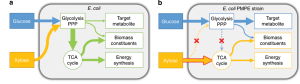 Figure 9.10: Two side-by-side schematic diagrams comparing carbon flux patterns in E. coli metabolism between wild-type and genetically engineered strains, illustrating how metabolic pathways can be redesigned to optimize sugar utilization for biotechnological applications. Panel (a) - Standard E. coli Metabolism: The diagram shows the natural metabolic configuration within a wild-type E. coli cell, represented by a rounded rectangular cell boundary. Two primary carbon sources are illustrated as input substrates: glucose (shown as a blue rectangular box) and xylose (depicted as a yellow/orange rectangular box). From glucose, a thick blue arrow indicates substantial carbon flux entering the glycolysis and pentose phosphate pathway (PPP), represented by a green rectangular box. This central metabolic hub processes the glucose-derived carbon through glycolytic enzymes and the oxidative pentose phosphate pathway. A thick green arrow flows downward from the glycolysis/PPP box to the TCA cycle, shown as a green circular pathway, indicating robust flux through central metabolism. Multiple green arrows of varying thickness emanate from both the glycolysis/PPP pathway and the TCA cycle, directing carbon toward three major cellular outputs: target metabolite production (shown in a green box), biomass constituents (another green box), and energy synthesis (a third green box). The thickness of these arrows represents the relative magnitude of carbon flux, with thicker arrows indicating higher flux rates. Xylose enters the system through a yellow curved arrow that connects to the glycolysis/PPP pathway, showing that this five-carbon sugar is processed through the same central metabolic machinery as glucose, but with lower efficiency in wild-type strains. Panel (b) - Engineered E. coli PMPE Strain: This panel illustrates a metabolically engineered strain designed for enhanced parallel sugar utilization. The overall cellular structure remains similar, but the metabolic flux patterns have been significantly altered through genetic modifications. Glucose (blue box) continues to enter through glycolysis/PPP (now shown in a blue box), but the flux pattern is modified. A blue arrow of moderate thickness flows from glycolysis/PPP toward target metabolite production, while the connection to biomass constituents is maintained through a yellow pathway. The most significant modification involves xylose metabolism. The engineered strain features a prominent exogenous xylose pathway, highlighted by a thick yellow arrow with a distinctive red border that flows directly from xylose to the TCA cycle, bypassing the traditional glycolysis/PPP route. This represents the introduction of heterologous enzymes that can directly convert xylose into TCA cycle intermediates, creating a parallel metabolic pathway. Two red X symbols mark critical intervention points where native pathways have been genetically disrupted or downregulated. These crosses appear on the traditional glucose-to-TCA connection and on the original xylose processing route, indicating that the engineers have strategically blocked or reduced flux through these pathways to force carbon toward the desired target metabolite production. The TCA cycle (now highlighted with yellow/orange coloring) serves as a central hub receiving carbon from both the glucose-derived pathway and the newly introduced xylose pathway. From the TCA cycle, carbon flows toward energy synthesis (yellow box) and contributes to the overall metabolic network. The relative thickness of arrows throughout both diagrams provides quantitative information about flux magnitudes, with thicker arrows representing higher rates of carbon flow through specific pathways. The engineered strain demonstrates more balanced utilization of both glucose and xylose, with the parallel pathway architecture allowing for simultaneous and efficient processing of both sugars rather than the sequential utilization typical of wild-type strains. This metabolic engineering strategy represents a sophisticated approach to optimizing microbial sugar utilization for industrial biotechnology, particularly important for converting mixed sugar feedstocks derived from lignocellulosic biomass into valuable chemicals and fuels.