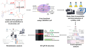 Figure 9.11: A detailed workflow diagram illustrating a comprehensive systems biology approach to engineer Escherichia coli for enhanced recombinant protein production through targeted gene knockout and multi-omics analysis. Upper Left - Metabolic Pathway Analysis: The diagram begins with the analysis of key genes involved in acetic acid metabolism in E. coli. Two critical genes are highlighted: poxB and pta. The poxB gene is shown with its associated chemical structure leading to acetic acid production (depicted in a red dotted box showing the molecular structure of acetic acid with its carboxyl group). The pta gene is illustrated with a complex molecular structure showing phosphotransacetylase enzyme involvement in acetate metabolism. These represent the initial targets for metabolic engineering based on understanding of acetate overflow metabolism. Upper Center - CRISPR/Cas9 Gene Editing: The central portion shows the CRISPR/Cas9 gene knockout system in action. A purple-colored Cas9 protein complex is depicted binding to target DNA, with guide RNA (gRNA) and tracer RNA (tracrRNA) components clearly labeled. The DNA target region shows a 20-nucleotide target sequence with a PAM (Protospacer Adjacent Motif) site. The Cas9 nuclease is shown making a double-strand break in the target gene, specifically the ldhA gene encoding lactate dehydrogenase, which is responsible for converting pyruvate to lactate and represents a major carbon drain in E. coli metabolism. Upper Right - Fermentation and Initial Analysis: Following gene knockout, the engineered strains undergo shake flask fermentation studies. Three Erlenmeyer flasks are shown containing yellow-colored culture medium, representing different experimental conditions or time points. Adjacent to the flasks is laboratory analytical equipment including what appears to be a spectrophotometer or plate reader for determining cytidine yield and other metabolic parameters. Lower Right - Transcriptomics Analysis: A comprehensive transcriptomics workflow is illustrated, showing the extraction and analysis of RNA from the engineered cells. The diagram includes representations of RNA sequencing data, gene expression heat maps, and bioinformatics analysis pipelines. Multiple data visualization formats are shown, including bar charts, scatter plots, and hierarchical clustering analysis of gene expression patterns, allowing researchers to understand how the ldhA knockout affects global gene expression profiles. Lower Center - RT-qPCR Validation: The workflow includes quantitative PCR validation steps, shown as a thermal cycler instrument alongside graphical representations of PCR amplification curves. Multiple primer sets are illustrated (shown as green dots and arrows) targeting different genes of interest to validate the transcriptomics findings and confirm changes in gene expression levels in the knockout strains compared to wild-type controls. Lower Left - Metabolomics Analysis: A sophisticated metabolomics analysis pipeline is depicted, starting with sample preparation and metabolite extraction. The workflow shows progression through high-performance liquid chromatography (HPLC) separation, followed by mass spectrometry analysis. Multiple analytical instruments are illustrated, including what appears to be LC-MS systems for comprehensive metabolite profiling. The data processing pipeline includes chromatogram analysis, spectral interpretation, and metabolic pathway reconstruction to understand how the ldhA knockout redirects carbon flux from lactate production toward other metabolic outputs. Overall Experimental Strategy: The entire workflow demonstrates a systems-level approach to metabolic engineering, where the knockout of the ldhA gene (lactate dehydrogenase) eliminates a major competing pathway for pyruvate utilization. By preventing lactate formation, more carbon flux can be directed toward recombinant protein production and other desired metabolic outputs. The multi-omics approach (transcriptomics and metabolomics) combined with targeted RT-qPCR validation provides comprehensive characterization of the engineered strain's phenotype. The integration of these analytical approaches allows researchers to understand not only the direct effects of the gene knockout but also the broader systemic changes in metabolism, gene expression, and cellular physiology that contribute to the observed 30% increase in recombinant protein yields. This represents a sophisticated example of rational metabolic engineering guided by comprehensive molecular analysis.