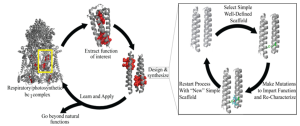 Figure 9.12: A detailed workflow diagram illustrating the synthetic biology approach to de novo protein design, showcasing both computational modeling strategies and iterative experimental validation cycles for creating custom proteins with novel functions. Left Side - Natural Protein Complex Analysis: The workflow begins with a large, complex natural protein structure representing a respiratory/photosynthetic bc₁ complex. This multi-subunit membrane protein complex is rendered in gray with critical functional domains highlighted in red. A yellow rectangular box frames a specific region of interest within the complex, indicating the target functional domain or active site that will serve as the template for design principles. This natural protein complex serves as the starting point for understanding structure-function relationships and extracting key design elements that can be applied to synthetic protein construction. Central Circular Workflow - Computational Design Cycle: The main design process is illustrated as a circular iterative workflow with several key stages: Stage 1 - Extract Function of Interest: A magnified view shows the isolated functional domain extracted from the natural complex, with red-highlighted regions representing the critical amino acid residues responsible for the desired biological activity. This represents the computational analysis phase where key structural motifs and functional elements are identified and characterized. Stage 2 - Design & Synthesize: The workflow progresses to the protein design phase, where computational algorithms are used to create new protein scaffolds that can accommodate the extracted functional elements. This stage involves sophisticated molecular modeling software that can predict protein folding patterns, stability, and functional integration. Stage 3 - Learn and Apply: The bottom of the circle represents the knowledge integration phase where experimental results are analyzed and incorporated back into the design algorithms. This creates a feedback loop that improves subsequent design iterations based on empirical data. Stage 4 - Go Beyond Natural Functions: The completion of the cycle indicates the ultimate goal of creating proteins with capabilities that exceed or differ from those found in nature, representing true synthetic biology innovation. Right Side - Scaffold Optimization Cycle: A separate rectangular workflow depicts the iterative scaffold development process: Select Simple Well-Defined Scaffold: The process begins with choosing basic protein frameworks, shown as simple helical structures in gray. These represent well-characterized protein architectures that can serve as stable platforms for incorporating new functional elements. Make Mutations to Impart Function and Re-Characterize: The scaffold undergoes targeted mutations (highlighted in green and blue) to introduce the desired functional capabilities. Each mutation is strategically placed to optimize protein stability while maintaining or enhancing the target function. Restart Process With "New" Simple Scaffold: The cycle continues with the improved scaffold serving as the starting point for further optimization. This iterative approach allows for gradual refinement of protein design principles and progressive enhancement of synthetic protein performance. Integration of Computational and Experimental Approaches: The overall workflow demonstrates the synergistic relationship between computational protein design algorithms and experimental validation. The computational modeling provides theoretical frameworks for protein engineering, while experimental characterization provides empirical feedback that refines and validates the design principles. Synthetic Biology Innovation: This comprehensive approach represents the cutting-edge of synthetic biology, where researchers can rationally design proteins with predetermined functions rather than relying solely on directed evolution or modification of existing natural proteins. The workflow enables the creation of entirely novel proteins that can perform functions not found in nature, opening possibilities for applications in biotechnology, medicine, and industrial processes. The iterative nature of both cycles ensures continuous improvement in design accuracy and functional performance, ultimately leading to the development of highly optimized synthetic proteins that can exceed the capabilities of their natural counterparts while maintaining stability and functionality in desired applications.