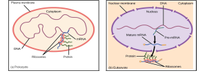Figure 9.2: Comparison of Cellular Machinery in Prokaryotes and Eukaryotes This comparative diagram illustrates the fundamental differences in cellular organization and gene expression pathways between prokaryotic cells (exemplified by E. coli) and eukaryotic cells (exemplified by P. pastoris), particularly focusing on how these differences affect recombinant protein production. ## Panel A: Prokaryote (E. coli) Cell Structure and Gene Expression The left panel depicts a simplified prokaryotic cell with the following key features: ### Cell Structure: - **Plasma membrane**: The outer boundary of the cell, shown as a thick red/pink circular border that defines the cell's perimeter - **Cytoplasm**: The internal cellular space, represented as a cream-colored region that fills the entire cell interior - **No membrane-bound nucleus**: The genetic material is freely distributed throughout the cytoplasm without nuclear compartmentalization ### Genetic Material and Gene Expression: - **DNA**: Depicted as a blue twisted double-helix structure located within the cytoplasm, showing the characteristic coiled appearance of genetic material - **mRNA**: Multiple green wavy strands representing messenger RNA molecules that have been transcribed directly from the DNA - **Ribosomes**: Small blue and red circular structures scattered throughout the cytoplasm, responsible for protein synthesis - **Protein**: Green zigzag structures representing the final protein products being synthesized by the ribosomes ### Key Process Features: The diagram illustrates the coupled transcription-translation process characteristic of prokaryotes, where mRNA is synthesized and immediately translated into proteins within the same cellular compartment, without the need for nuclear processing. ## Panel B: Eukaryote (P. pastoris) Cell Structure and Gene Expression The right panel shows a more complex eukaryotic cell organization with distinct compartmentalization: ### Cell Structure: - **Nuclear membrane**: A thick purple double-layered boundary that separates the nucleus from the cytoplasm - **Nucleus**: The central purple-colored compartment containing the genetic material - **Cytoplasm**: The region outside the nucleus but within the cell, shown in cream color - **Overall cell boundary**: The outer cellular perimeter defining the eukaryotic cell ### Genetic Material and Nuclear Processes: - **DNA**: Located within the nucleus, represented as purple coiled structures indicating chromosomal organization - **Pre-mRNA**: Initial RNA transcript shown within the nucleus, requiring processing before export - **Mature mRNA**: Processed messenger RNA that has undergone splicing and modification, ready for export from the nucleus ### Protein Synthesis Components: - **mRNA export**: An arrow indicating the transport of mature mRNA from the nucleus to the cytoplasm through nuclear pores - **Ribosomes**: Located in the cytoplasm, shown as blue and orange/yellow structures responsible for translating the mature mRNA - **Protein**: The final protein product, depicted as green zigzag structures being synthesized in the cytoplasm ### Key Process Features: The diagram emphasizes the separated transcription and translation processes in eukaryotes, where: 1. Transcription occurs in the nucleus 2. RNA processing (splicing, capping, polyadenylation) occurs in the nucleus 3. Mature mRNA is exported to the cytoplasm 4. Translation occurs on ribosomes in the cytoplasm ## Biological Significance for Recombinant Protein Production: This comparison highlights critical differences that affect recombinant protein quality and yield: **Prokaryotic advantages (E. coli)**: - Rapid, direct gene expression without complex processing steps - High protein yield due to efficient transcription-translation coupling - Cost-effective and fast production systems **Eukaryotic advantages (P. pastoris)**: - More sophisticated protein processing and folding mechanisms - Ability to perform post-translational modifications similar to higher organisms - Better production of complex proteins that require proper folding - Nuclear compartmentalization allows for quality control of mRNA before translation The cellular machinery differences illustrated in this figure directly impact the choice of expression system for different types of recombinant proteins, with prokaryotes favoring simple, high-yield production and eukaryotes providing more authentic protein processing capabilities.