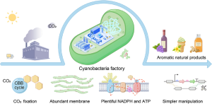 Figure 9.3: Cyanobacteria as an Eco-friendly Platform for Recombinant Protein Production This schematic diagram illustrates the concept of using cyanobacteria as a sustainable, environmentally-friendly biological factory for producing recombinant proteins and aromatic natural products through genetic engineering and photosynthetic processes. ## Top Section - Overall Production System ### Input Side (Left): - **Sun**: A bright yellow sun symbol with radiating lines, representing the primary energy source for the photosynthetic process - **Industrial Infrastructure**: A gray industrial building with a smokestack emitting gray smoke, representing traditional manufacturing that produces CO₂ emissions - **Transportation**: A small delivery truck, indicating the logistics component of industrial processes - **CO₂**: Carbon dioxide molecules shown as inputs to the system, highlighting how industrial waste becomes a raw material ### Central Production Unit: - **Cyanobacteria Factory**: The centerpiece is a large, elongated green oval representing a cyanobacterial cell, styled as a biological factory - **Cell Structure**: The cyanobacterium shows internal compartmentalization with: - Light green outer membrane representing the cell wall - Darker green internal regions representing chloroplasts and photosynthetic machinery - Blue rectangular structures representing thylakoids (photosynthetic membranes) - Small circular elements representing various cellular organelles and metabolic machinery - White/light areas representing the cytoplasm and internal cellular space ### Output Side (Right): - **Aromatic Natural Products**: A collection of finished products including: - Wine bottle with grapes, representing flavonoids and wine-related compounds - Ice cream cone, representing food additives and flavoring compounds - Amber/orange bottle, representing essential oils and aromatic extracts - **Blue Arrow**: A large directional arrow indicating the flow from input materials to finished products ## Bottom Section - Detailed Cellular Processes The lower portion breaks down the key biological mechanisms that enable this sustainable production system: ### 1. CO₂ Fixation (Left): - **CBB Cycle**: A blue circular diagram representing the Calvin-Benson-Bassham cycle - **Hexagonal Molecules**: Yellow hexagonal structures representing sugar molecules (glucose/fructose) produced through carbon fixation - **Process**: Shows how atmospheric CO₂ is converted into organic carbon compounds through photosynthesis ### 2. Abundant Membrane (Center-Left): - **Thylakoid Membranes**: Green wavy, layered structures representing the extensive internal membrane system - **Membrane Organization**: Shows the characteristic stacked and interconnected membrane arrangement typical of cyanobacteria - **Photosynthetic Apparatus**: These membranes house the light-harvesting complexes and electron transport chains ### 3. Plentiful NADPH and ATP (Center-Right): - **Cellular Membrane**: Gray membrane structure representing the cell envelope - **Energy Molecules**: Circular and oval colored structures representing: - **NADPH**: Reducing power molecules (shown in blue circles) - **ATP**: Energy currency molecules (shown in red/pink ovals) - **Energy Flow**: Dotted red lines indicating the flow and utilization of these energy molecules - **Protein Complexes**: Various colored protein structures embedded in or associated with the membrane ### 4. Simpler Manipulation (Right): - **Genetic Engineering**: Schematic representation of genetic modification tools - **DNA Constructs**: Linear and circular DNA elements shown in different colors (gray, pink, green) - **Genetic Tools**: Scissors symbol representing restriction enzymes and genetic cutting tools - **Modular Design**: Shows how genetic elements can be assembled and modified for desired protein production ## Key Advantages Illustrated: ### Environmental Sustainability: - **Carbon Neutral/Negative**: The system consumes CO₂ waste from industrial processes - **Solar-Powered**: Uses renewable solar energy instead of fossil fuels - **Waste-to-Product**: Converts atmospheric carbon dioxide into valuable compounds ### Biological Efficiency: - **Self-Sustaining**: Cyanobacteria generate their own energy through photosynthesis - **High Energy Production**: Abundant ATP and NADPH support protein synthesis - **Extensive Membrane Systems**: Provide large surface area for metabolic processes ### Biotechnological Advantages: - **Genetic Tractability**: Relatively simple genetic manipulation compared to more complex organisms - **Scalable Production**: Can be cultured in large-scale photobioreactors - **Diverse Product Portfolio**: Capable of producing various aromatic compounds and proteins ## Scientific Significance: This diagram effectively communicates how cyanobacteria represent a convergence of several important biotechnological concepts: - **Synthetic Biology**: Engineering microorganisms for desired product formation - **Green Chemistry**: Using biological processes to replace traditional chemical synthesis - **Carbon Capture and Utilization**: Converting waste CO₂ into valuable products - **Sustainable Manufacturing**: Reducing the environmental footprint of biotechnology production The overall message emphasizes how these photosynthetic microorganisms can serve as living factories that simultaneously address environmental concerns (CO₂ reduction) while producing economically valuable compounds (aromatic natural products) through genetically engineered metabolic pathways.