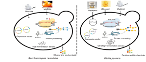 Figure 9.4: Side-by-Side Comparison of S. cerevisiae and P. pastoris This comparative diagram illustrates the key differences between two important yeast species used in biotechnology: Saccharomyces cerevisiae (baker's/brewer's yeast) and Pichia pastoris (methylotrophic yeast), focusing on their protein production capabilities, metabolic characteristics, and biotechnological applications. ## Left Panel: Saccharomyces cerevisiae ### Input Carbon Sources: - **Glucose**: Represented by white cubic sugar crystals, indicating the primary carbon source - **Maltose**: Shown as an amber-colored liquid (resembling beer or malt extract), representing an alternative fermentable sugar ### Cellular Structure and Organization: - **Cell Shape**: Depicted as an oval-shaped cell with a thick black boundary representing the cell wall - **Internal Architecture**: Shows a simplified cellular interior with various organelles and metabolic machinery ### Key Cellular Components: - **Expression Vectors**: Two circular plasmids labeled as expression vectors, shown in yellow and green colors - **Protein Processing Machinery**: - Central processing unit represented by a rectangular structure with parallel lines (resembling endoplasmic reticulum) - Connected protein processing pathway shown with blue and yellow connected elements - Gray protein structures indicating the protein products - **Metabolic Density**: Label indicates "High fermentation density" ### Genetic and Metabolic Features: - **HIS Gene**: Red upward arrow indicating histidine biosynthesis pathway activity - **Protein Processing Chain**: Sequential blue and yellow squares connected by lines, representing the protein modification and processing pathway - **Additional Cellular Elements**: Various small circular and oval structures representing organelles, vesicles, and metabolic components ### Output Products: - **Ethanol and Biochemicals**: Represented by colored squares (orange, yellow, green, blue) at the bottom, indicating the diverse range of fermentation products including alcoholic beverages and industrial biochemicals ## Right Panel: Pichia pastoris ### Input Carbon Sources: - **Methanol**: Depicted as a laboratory bottle with hazard warning symbols, representing this yeast's unique ability to metabolize methanol - **Glycerol**: Shown as a golden/amber-colored liquid, indicating an alternative carbon source - **Glucose**: White cubic crystals, showing it can also utilize traditional sugars ### Cellular Structure and Organization: - **Cell Shape**: Similar oval cell structure but with distinct internal organization - **Enhanced Density**: Label indicates "Ultra-high fermentation density" compared to S. cerevisiae ### Key Cellular Components: - **Expression Vectors**: Multiple circular plasmids (shown in yellow, green, and blue) indicating greater genetic manipulation capacity - **Advanced Protein Processing**: - More sophisticated processing machinery represented by enhanced rectangular structures - Extended protein processing pathway with additional modification steps - N-linked glycosylation pathway specifically highlighted - **Specialized Metabolic Cycles**: - **XuMP Cycle**: Circular diagram representing the xylulose monophosphate cycle for methanol metabolism - Enhanced metabolic machinery for alternative carbon source utilization ### Unique Metabolic Features: - **AOX1 Promoter**: Specifically labeled genetic element crucial for methanol-inducible protein expression - **Enhanced Protein Processing**: More complex protein modification pathway indicated by extended blue and yellow processing chain - **Methylotrophic Capability**: Specialized cellular machinery for methanol utilization ### Output Products: - **Proteins and Biochemicals**: Colored squares (blue, orange, green) representing a focus on protein production and specialized biochemicals rather than ethanol ## Key Comparative Features: ### Carbon Source Utilization: - **S. cerevisiae**: Traditional fermentable sugars (glucose, maltose) - **P. pastoris**: Diverse sources including methanol, glycerol, and glucose ### Protein Production Capabilities: - **S. cerevisiae**: Good protein expression with standard eukaryotic processing - **P. pastoris**: Enhanced protein expression with superior post-translational modifications ### Fermentation Characteristics: - **S. cerevisiae**: High fermentation density suitable for ethanol production - **P. pastoris**: Ultra-high fermentation density optimized for protein production ### Glycosylation Patterns: - **S. cerevisiae**: Standard yeast glycosylation (high-mannose type) - **P. pastoris**: More controlled glycosylation, closer to mammalian patterns ### Industrial Applications: - **S. cerevisiae**: Traditional fermentation industries (brewing, baking), ethanol production, basic recombinant proteins - **P. pastoris**: Specialized protein production, biopharmaceuticals, high-value biochemicals ### Genetic Engineering Advantages: - **S. cerevisiae**: Well-established genetic tools, extensive research background - **P. pastoris**: Strong inducible promoters (AOX1), higher protein yields, better secretion capabilities ## Biotechnological Significance: This comparison highlights why different yeast species are chosen for specific biotechnological applications: **S. cerevisiae advantages**: - GRAS (Generally Recognized as Safe) status for food applications - Extensive genetic and physiological knowledge base - Excellent for ethanol and traditional fermentation products - Robust growth on simple sugars **P. pastoris advantages**: - Superior protein expression levels - Better protein folding and secretion - Unique methanol-inducible system allows tight control of expression - Higher cell densities achievable in fermentation - More suitable for therapeutic protein production The diagram effectively illustrates how the choice between these two yeast systems depends on the specific requirements of the biotechnological application, with S. cerevisiae favoring traditional fermentation products and P. pastoris excelling in recombinant protein production.