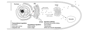 Figure 9.5: Recombinant Protein Synthesis and Secretion in A. niger This detailed schematic illustrates the complex cellular machinery and pathway involved in recombinant protein production and secretion in Aspergillus niger, a filamentous fungus commonly used in biotechnology. The diagram identifies key bottlenecks and regulatory points that affect protein yield and quality. ## Overall Cell Structure The diagram shows an elongated fungal cell with clearly defined organelles and compartments characteristic of eukaryotic cells: - **Cell Wall**: The outermost boundary represented by a thick curved line defining the cell perimeter - **Plasma Membrane**: The cellular boundary just inside the cell wall - **Cytoplasm**: The internal cellular space containing various organelles and cellular machinery ## Major Cellular Organelles and Components ### Nucleus (Left Side): - **Nuclear Structure**: Large circular organelle with a defined nuclear envelope (double membrane boundary) - **Internal Organization**: - **Chromosomal DNA**: Dark tangled structures representing chromatin and genetic material - **Nuclear Pores**: Small openings in the nuclear envelope for molecular transport - **Nucleolus Region**: Distinct internal structure for ribosomal RNA processing ### Endoplasmic Reticulum (ER) - Central Region: - **Rough ER Structure**: Extensive network of interconnected membrane sheets with a characteristic folded and layered appearance - **Ribosome Association**: - **Free Ribosomes**: Small circular structures scattered in the cytoplasm - **Bound Ribosomes**: Ribosomes attached to the ER surface, giving it the "rough" appearance - **Signal Recognition Particle (SRP)**: Labeled component involved in targeting proteins to the ER - **ER Lumen**: Internal space of the ER where protein folding and modification occur ### Golgi Apparatus (Right-Center): - **Stacked Structure**: Series of flattened membrane sacs (cisternae) arranged in parallel - **Directional Organization**: Shows the characteristic curved stack formation - **Processing Compartments**: Multiple discrete compartments for sequential protein modification ### Secretory Vesicles and Transport: - **COPI Vesicles**: Small circular structures with arrows indicating retrograde transport from Golgi back to ER - **COPII Vesicles**: Transport vesicles moving from ER to Golgi apparatus - **Secretory Vesicles**: Large transport vesicles carrying proteins from Golgi to cell surface - **Transport Arrows**: Directional indicators showing the flow of materials through the secretory pathway ### Vacuole (Right Side): - **Large Central Organelle**: Prominent oval structure representing the fungal vacuole - **Degradation Function**: Site for protein degradation and cellular waste processing ## Key Regulatory Points and Bottlenecks ### Transcriptional Level (Left Text Box): - **Promoters**: Regulatory DNA sequences that control gene expression levels - **Gene Copy Number**: The number of copies of the recombinant gene integrated into the genome - **Integration Site**: The chromosomal location where foreign genes are inserted ### Translational Level (Center-Left Text Box): - **mRNA Stability**: The durability and longevity of messenger RNA molecules - **Codon Usage**: The efficiency of translation based on codon optimization for the host organism ### Post-Translational Processing (Center Text Box): - **ERAD (ER-Associated Degradation)**: Quality control system that removes misfolded proteins - **Secretory Pathway**: The route proteins take from ER through Golgi to secretion - **ER Stress and Protein Folding**: Cellular response to accumulation of unfolded proteins - **Glycosylation**: Addition of sugar groups to proteins for proper folding and function - **Translocation**: Movement of proteins across membrane barriers - **ERAD and Vacuole Degradation**: Pathways for removing defective proteins ## Detailed Process Flow ### 1. Gene Expression (Nucleus): - Recombinant genes are transcribed into mRNA within the nucleus - Transcription is regulated by promoter strength and gene copy number - mRNA molecules are processed and exported through nuclear pores ### 2. Protein Synthesis (Cytoplasm/ER): - mRNA is translated by ribosomes in the cytoplasm - Proteins destined for secretion are recognized by SRP - These proteins are directed to ER-bound ribosomes for co-translational insertion ### 3. ER Processing: - Proteins enter the ER lumen through the translocon - Initial protein folding occurs with the help of chaperones and foldases - N-linked glycosylation begins - Quality control mechanisms (ERAD) remove misfolded proteins ### 4. Golgi Processing: - Properly folded proteins are transported from ER to Golgi via COPII vesicles - Sequential processing occurs through Golgi cisternae - Additional glycosylation and protein modifications take place - COPI vesicles provide retrograde transport for ER resident proteins ### 5. Secretion: - Processed proteins are packaged into secretory vesicles - Vesicles transport proteins to the cell surface - Final secretion releases proteins into the extracellular environment ### 6. Quality Control and Degradation: - Misfolded or excess proteins may be targeted for degradation - ERAD pathway removes ER-localized defective proteins - Vacuolar degradation eliminates proteins marked for destruction ## Bottlenecks and Optimization Targets The diagram identifies several critical control points that limit recombinant protein production: ### Transcriptional Bottlenecks: - **Promoter Efficiency**: Weak promoters limit mRNA production - **Gene Dosage**: Low gene copy numbers restrict protein expression - **Chromatin Context**: Integration site affects gene accessibility ### Translational Bottlenecks: - **mRNA Degradation**: Unstable mRNA reduces protein synthesis - **Codon Bias**: Non-optimal codons slow translation - **Ribosome Availability**: Limited ribosomal capacity restricts translation ### Post-Translational Bottlenecks: - **ER Stress**: Overloading of ER folding machinery - **Protein Misfolding**: Accumulation of incorrectly folded proteins - **Glycosylation Defects**: Improper sugar modifications - **Transport Limitations**: Insufficient vesicle trafficking - **Degradation**: Excessive protein breakdown reduces yield ## Biotechnological Significance This comprehensive view of A. niger protein production highlights why this organism is valuable for industrial biotechnology: **Advantages:** - Complex eukaryotic protein processing machinery - Efficient secretion system for extracellular protein production - Well-characterized genetic tools for optimization - GRAS status for many food and pharmaceutical applications **Challenges:** - Multiple bottlenecks that must be addressed simultaneously - Complex regulation requiring systems-level optimization - Potential for protein degradation reducing final yields Understanding these pathways and bottlenecks enables biotechnologists to engineer improved strains through targeted modifications of specific cellular processes, ultimately leading to higher yields of correctly folded, properly modified recombinant proteins.