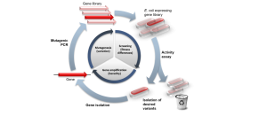 Figure 9.6: Directed Evolution Process for Protein Enhancement This diagram illustrates the systematic, iterative approach of directed evolution used to enhance protein expression and function through cycles of mutagenesis, screening, and selection. The process is exemplified using cellulase production in Trichoderma, demonstrating how biotechnologists can artificially accelerate natural selection to improve protein properties. ## Overall Process Flow The diagram shows a cyclical workflow with multiple interconnected steps, forming a continuous improvement loop for protein optimization. ## Starting Materials and Setup ### Gene Library (Top): - **Initial Genetic Material**: Represented by multiple red arrow-shaped elements of varying shades (light pink to dark red) - **Diversity**: The different shades indicate genetic variants or mutations within the starting gene pool - **Library Construction**: Shows the collection of related gene sequences that serve as the starting point for evolution ### Target Gene (Bottom Left): - **Single Gene**: Depicted as one solid red arrow representing the specific gene of interest - **Starting Template**: This represents the wild-type or baseline gene that will be subjected to directed evolution ## Central Evolution Cycle The core of the diagram features a circular process with three main phases represented in a wheel-like structure: ### 1. Mutagenesis (Variation) - Left Sector: - **Random Mutation Introduction**: This phase introduces genetic diversity through controlled mutagenesis - **Variation Generation**: Creates multiple variants of the target gene with different sequences - **Methods**: Can include error-prone PCR, chemical mutagenesis, or recombination techniques ### 2. Screening (Fitness Differences) - Top Sector: - **Functional Assessment**: Evaluates the performance of different protein variants - **Selection Pressure**: Identifies variants with improved or desired properties - **Fitness Determination**: Measures how well each variant performs the target function ### 3. Gene Amplification (Heredity) - Right Sector: - **Selection and Propagation**: The best-performing variants are chosen and amplified - **Inheritance**: Selected genes are prepared for the next round of evolution - **Population Enrichment**: Increases the frequency of beneficial mutations ## Key Process Steps ### Mutagenic PCR (Left): - **Blue Arrow**: Indicates the flow from the gene library into the mutagenesis process - **PCR-Based Diversification**: Uses polymerase chain reaction with mutagenic conditions to introduce random mutations - **Controlled Randomization**: Systematic introduction of genetic variation ### E. coli Expression System (Top Right): - **Host Organism**: Represented by cylindrical bacterial cell shapes in gray with red internal elements - **Expression Host**: E. coli serves as the standardized system for expressing and testing protein variants - **Protein Production**: Each variant is expressed to produce testable proteins ### Activity Assay (Right): - **Functional Testing**: Large blue arrow pointing downward indicates the screening process - **Performance Measurement**: Each expressed protein variant is tested for its specific activity - **Quantitative Assessment**: Measures improvement in desired properties (e.g., enzyme activity, stability, expression level) ### Isolation of Desired Variants (Bottom Right): - **Selection Process**: Shows the identification and isolation of improved variants - **Bacterial Colonies**: Represented by cylindrical structures with varying internal contents - **Quality Control**: A waste basket symbol indicates that non-performing variants are discarded ### Gene Isolation (Bottom): - **DNA Recovery**: The genes encoding the best-performing proteins are isolated - **Sequence Analysis**: Genetic material from successful variants is recovered for analysis - **Template Preparation**: These improved genes become the starting material for the next evolution cycle ## Iterative Nature ### Continuous Improvement: - **Cyclical Process**: Large curved blue arrows show the continuous flow between stages - **Multiple Rounds**: The process repeats multiple times, with each cycle building on previous improvements - **Cumulative Enhancement**: Each iteration potentially yields better-performing variants ### Feedback Loop: - **Data Integration**: Results from each round inform the next cycle - **Progressive Optimization**: Gradual improvement through repeated cycles - **Convergent Evolution**: The process converges toward optimal protein variants ## Specific Application Example ### Cellulase in Trichoderma: - **Industrial Enzyme**: The diagram specifically mentions cellulase, an enzyme that breaks down cellulose - **Biotechnological Relevance**: Important for biofuel production, textile processing, and waste treatment - **Optimization Goals**: May include increased activity, thermal stability, pH tolerance, or expression levels ## Scientific Principles ### Darwinian Selection: - **Variation**: Mutagenesis creates genetic diversity - **Selection**: Activity assays apply selective pressure - **Inheritance**: Best variants are propagated to the next generation ### Laboratory Evolution: - **Accelerated Process**: Speeds up natural evolution through controlled conditions - **Directed Pressure**: Applies specific selection criteria rather than random environmental pressures - **Reproducible Results**: Systematic approach allows for consistent improvements ## Advantages of Directed Evolution ### Practical Benefits: - **No Prior Knowledge Required**: Can improve proteins without understanding structure-function relationships - **Robust Methodology**: Works for various types of proteins and desired improvements - **Predictable Outcomes**: Systematic approach with measurable results ### Applications: - **Industrial Enzymes**: Improving catalytic efficiency and stability - **Therapeutic Proteins**: Enhancing efficacy and reducing side effects - **Biosensors**: Increasing sensitivity and specificity - **Biocatalysts**: Optimizing reaction conditions and substrate specificity ## Technical Considerations ### Screening Throughput: - **High-Volume Testing**: Requires methods to test many variants simultaneously - **Automation**: Often involves robotic systems for handling large libraries - **Sensitive Assays**: Detection methods must reliably identify small improvements ### Library Quality: - **Mutation Rate**: Balanced to introduce diversity without destroying function - **Library Size**: Large enough to explore sequence space effectively - **Quality Control**: Ensuring proper gene expression and protein folding This directed evolution process represents a powerful biotechnological tool that harnesses the principles of natural selection in a controlled laboratory environment to systematically improve protein properties for industrial, therapeutic, and research applications.