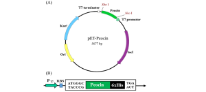 Figure 9.7: pET Expression System in E. coli This diagram illustrates the pET (plasmid for Expression by T7 RNA polymerase) system, one of the most widely used systems for recombinant protein expression in E. coli. The figure shows both the circular plasmid map and the linear gene organization, highlighting the key components that enable controlled, high-level protein production. ## Panel A: Circular Plasmid Map - pET-Peocin ### Overall Structure: - **Plasmid Name**: pET-Peocin (5677 base pairs total) - **Shape**: Circular double-stranded DNA molecule represented as a ring - **Direction**: Arrows around the circle indicate the orientation of genetic elements ### Key Genetic Elements (Clockwise from top): #### 1. Peocin Gene (Top - Green): - **Color**: Bright green segment representing the gene of interest - **Position**: Located at the top of the plasmid - **Function**: The recombinant protein to be expressed (peocin, which appears to be an antimicrobial protein) #### 2. T7 Promoter Region (Top-Right): - **Location**: Adjacent to the peocin gene - **Function**: Strong promoter that drives high-level transcription when T7 RNA polymerase is present - **Recognition**: Specifically recognized by T7 RNA polymerase, not by E. coli RNA polymerase #### 3. Restriction Sites: - **Nco I**: Labeled restriction enzyme site near the T7 promoter region - **Xho I**: Another restriction enzyme site, used for cloning and plasmid construction #### 4. lacI Gene (Right - Purple): - **Color**: Purple/magenta segment - **Size**: Large portion of the plasmid - **Function**: Encodes the lac repressor protein that regulates the T7 promoter system - **Control**: Provides tight control over protein expression until induction #### 5. Origin of Replication - Ori (Bottom-Left - Yellow): - **Color**: Yellow segment - **Function**: DNA sequence that allows the plasmid to replicate in E. coli - **Type**: Typically a ColE1-type origin for high copy number #### 6. Antibiotic Resistance Gene - Kan^r (Left - Blue): - **Color**: Light blue segment - **Function**: Kanamycin resistance gene for selection - **Selection**: Allows identification of bacteria containing the plasmid #### 7. T7 Terminator (Top-Left): - **Position**: Near the peocin gene - **Function**: Transcription termination sequence to prevent read-through ## Panel B: Linear Gene Organization and Expression Cassette ### Expression Unit Layout (Left to Right): #### 1. T7 Promoter (P_T7): - **Symbol**: Green arrow pointing right - **Function**: Strong promoter sequence recognized specifically by T7 RNA polymerase - **Strength**: Provides much higher transcription rates than E. coli promoters #### 2. Ribosome Binding Site (RBS): - **Color**: Light blue box - **Position**: Immediately upstream of the start codon - **Function**: Shine-Dalgarno sequence that positions ribosomes for translation initiation #### 3. Translation Initiation: - **Start Codon**: ATG (methionine) shown in the sequence - **Alternative**: TACCCG shown as an alternative sequence - **Function**: Marks the beginning of the protein-coding sequence #### 4. Peocin Gene: - **Color**: Green rectangle - **Function**: The gene encoding the protein of interest - **Expression**: Under control of the T7 promoter system #### 5. Affinity Tag (6xHis): - **Color**: Black rectangle - **Function**: Six histidine residues for protein purification - **Purification**: Allows easy purification using nickel-affinity chromatography #### 6. Stop Codons: - **Sequences**: TGA and ACT shown - **Function**: Terminate translation and define the end of the protein #### 7. Transcription Direction: - **Arrow**: Black arrow pointing right indicates the direction of transcription and translation ## System Operation and Control ### Induction Mechanism: The pET system operates through a dual-control mechanism: #### 1. T7 RNA Polymerase Requirement: - The T7 promoter is only recognized by T7 RNA polymerase, not by E. coli RNA polymerase - Host strains (like BL21(DE3)) contain the T7 RNA polymerase gene under lac promoter control - No protein expression occurs without T7 RNA polymerase #### 2. lac Operator Control: - The T7 promoter region contains lac operator sequences - lac repressor (LacI) produced from the lacI gene binds to these operators - This provides additional control to prevent leaky expression #### 3. IPTG Induction: - IPTG (Isopropyl β-D-1-thiogalactopyranoside) is added to induce expression - IPTG binds to lac repressor, causing it to release from the operators - This simultaneously induces T7 RNA polymerase production and relieves repression of the T7 promoter ## Advantages of the pET System ### High Expression Levels: - **T7 RNA Polymerase**: Much more active than E. coli RNA polymerase - **Strong Promoter**: T7 promoter is one of the strongest known - **Selective Expression**: Only the recombinant protein is highly expressed ### Tight Control: - **Dual Repression**: Both lac repressor and absence of T7 RNA polymerase prevent expression - **Minimal Leakage**: Very low background expression before induction - **Rapid Induction**: Quick response to IPTG addition ### Practical Benefits: - **Easy Purification**: His-tag enables simple purification protocols - **Scalable**: Works from small cultures to industrial scale - **Versatile**: Compatible with many different proteins - **Well-Characterized**: Extensively studied and optimized system ## Applications and Optimization ### Protein Production Goals: - **High Yield**: Maximize the amount of recombinant protein produced - **Soluble Expression**: Reduce formation of insoluble inclusion bodies - **Functional Proteins**: Maintain proper protein folding and activity ### Optimization Strategies: - **Temperature Control**: Lower temperatures often reduce inclusion body formation - **Induction Timing**: Optimal cell density for IPTG addition - **IPTG Concentration**: Balance between expression level and protein quality - **Growth Conditions**: Media composition and cultivation parameters This pET system represents a cornerstone technology in recombinant protein production, combining powerful expression capability with precise control mechanisms to enable efficient production of a wide variety of proteins in E. coli.