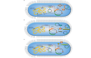 Figure 9.8: Three detailed schematic diagrams (a, b, c) illustrating the complex intracellular molecular machinery and protein expression systems within genetically modified E. coli bacterial strains specifically engineered for recombinant protein production in biotechnology and research applications. Panel (a) presents the BL21(DE3) strain, which has been genetically modified to be deficient in OmpT and Lon proteases. The oval-shaped bacterial cell is surrounded by numerous hair-like appendages (pili and flagella) extending from the cell membrane. Within the cytoplasm, a prominent yellow, serpentine structure represents the bacterial chromosome containing integrated genetic elements. Multiple green circular structures of varying sizes represent plasmids carrying foreign genes of interest. The centerpiece of this system is the T7 RNA polymerase expression machinery, shown as interconnected molecular complexes. The T7 promoter sequence controls the transcription of target genes, with T7 RNA polymerase (T7 RNAP) binding to these promoter regions. Ribosomes are depicted as striped, barrel-shaped structures actively translating mRNA molecules into proteins. The absence of OmpT and Lon proteases in this strain prevents degradation of recombinant proteins, allowing for higher yields of intact target proteins. Panel (b) depicts a variant strain with mutations in RNase E, an important RNA processing enzyme. The cellular architecture mirrors panel (a) but includes modifications to the RNA degradation machinery. The mutated RNase E system is represented by altered molecular complexes that process mRNA differently, potentially leading to increased mRNA stability and enhanced protein production. The T7 expression system remains the core component, with T7 RNA polymerase driving transcription from T7 promoters. Target genes under this promoter control are transcribed into mRNA, which is then translated by ribosomes into recombinant proteins. The cellular environment shows active protein synthesis with multiple ribosomes engaged in translation processes. Panel (c) illustrates the most sophisticated system, featuring the BL21pLysS(DE3) strain with additional regulatory mechanisms and expanded capabilities for complex protein production. This strain incorporates T7 lysozyme as a regulatory element that provides tight control over T7 RNA polymerase activity, preventing leaky expression before induction. The diagram shows enhanced molecular machinery including specialized chaperones and folding assistants for proper protein folding. Additional components visible include systems for post-translational modifications (PTMs), such as glycosylation, phosphorylation, or other chemical modifications that may be required for protein function. The strain also contains machinery for membrane protein production, including specialized translocation complexes and membrane insertion apparatus. Elements representing the Walker and Lemo21 systems are shown, which are strategies for optimizing membrane protein expression and folding. The cellular environment appears more crowded with additional molecular machinery, reflecting the strain's enhanced capabilities for producing complex, properly folded, and modified recombinant proteins. Throughout all three panels, the T7 promoter system serves as the central control mechanism, where T7 RNA polymerase recognizes specific T7 promoter sequences to initiate transcription of target genes. The resulting mRNA molecules are processed and translated by ribosomes into the desired recombinant proteins. Each strain represents progressive improvements in protein expression technology, from basic protease-deficient strains to highly sophisticated systems capable of producing complex eukaryotic proteins with proper folding and modifications in a prokaryotic host organism.