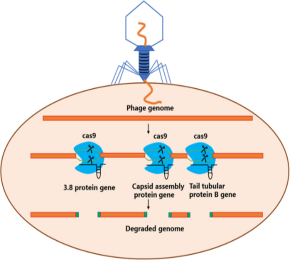 Figure 9.9: A detailed schematic diagram illustrating a genetically engineered BL21 E. coli bacterial cell equipped with a CRISPR/Cas9 defense system specifically designed to provide resistance against T7 bacteriophage infection through targeted genome cleavage. The diagram shows an oval-shaped bacterial cell representing the E. coli cytoplasm, with a T7 bacteriophage positioned above and partially inserted into the cell. The bacteriophage is depicted with its characteristic icosahedral head (shown as a blue hexagonal capsid with an orange "3" marking) connected to a contractile tail apparatus with extending tail fibers that make contact with the bacterial cell surface. The phage is shown in the process of injecting its genetic material into the host cell. Within the bacterial cell, the phage genome is represented as a continuous orange linear DNA strand that spans across the upper portion of the cell. This injected genetic material contains several critical T7 phage genes essential for viral replication and assembly. The CRISPR/Cas9 defense system is prominently featured as three blue protein complexes (representing Cas9 nucleases) positioned along the phage genome. Each Cas9 protein is illustrated as a blue, roughly spherical enzyme with guide RNA molecules (shown as small curved lines) that direct the nuclease to specific target sequences on the phage DNA. The Cas9 proteins are labeled and positioned at three distinct locations corresponding to essential viral genes: The leftmost Cas9 complex targets the "3.8 protein gene," which is crucial for phage DNA replication The middle Cas9 complex is positioned at the "Capsid assembly protein gene," essential for forming the phage head structure The rightmost Cas9 complex targets the "Tail tubular protein B gene," necessary for constructing the phage tail apparatus Each Cas9 protein complex is shown with cutting symbols (represented by scissor-like marks) indicating the precise locations where the nuclease will cleave the double-stranded DNA, effectively disrupting these essential viral genes. Below the intact phage genome, the diagram shows the result of successful CRISPR/Cas9 intervention: a series of fragmented orange DNA segments labeled as "Degraded genome." These fragments represent the cleaved and subsequently degraded pieces of the T7 phage genome after Cas9 has made its targeted cuts. The fragmentation of essential genes prevents the phage from completing its replication cycle, effectively neutralizing the viral threat. This engineered system represents a sophisticated molecular defense mechanism where the bacterial host has been programmed to recognize and destroy specific sequences within the T7 phage genome upon infection. By targeting multiple essential genes simultaneously, the system ensures robust protection against bacteriophage infection, which is particularly valuable in biotechnological applications where E. coli strains are used for protein production and could be vulnerable to phage contamination that would disrupt industrial processes. The overall diagram demonstrates how CRISPR/Cas9 technology can be repurposed from its natural bacterial immune function to create enhanced, targeted resistance against specific bacteriophages in engineered laboratory strains.
