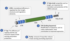 Shown are the features found in an mRNA vaccine construct starting with a 5 prime cap, an unstranslated region, the coding sequence for an antigen and a polyadenine tail in the 3 prime end