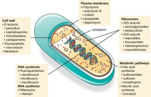 An illustration of a cell is shown with a view inside. The double helix is visible in the center, and a label points to it indicating DNA synthesis, fluoroquinolones, ciprofloxacin, levofloxacin, moxifloxacin, RNA synthesis, Rifamycins, and rifampin. Another label points to the cell wall and indicates beta lactams, penicillins, cephalosporins, monobactams, carbapenems, glycopepties, vancomycin, and bacitracin. A third label points to the plasma membrane and indicates polymyxins, polymyxin B, colistin, lipopeptide, and daptomycin. Within the cytoplasm, another label points to ribosomes, which include 30s subunit, aminoglycosides, tetracyclines, 50s subunit, macrolides, lincosamides, chloramphenicol, and oxazolidinones. The final label points to the metabolic pathways and indicates folic acid synthesis, sulfonamides, sulfones, trimethoprim, mycolic acid synthesis, and izoniazid.A diagram of a cell structure Description automatically generated