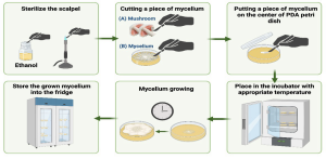 A detailed view of fungal tissue culture showing active mycelial growth on potato dextrose agar (PDA) in a standard petri dish. The image captures white, cotton-like mycelium radiating outward in characteristic branching patterns from the central inoculation point. The mycelial growth displays the typical morphology of healthy fungal cultures with dense, white hyphal networks spreading across the golden-brown agar surface. Some areas show more mature, dense mycelial mats while the growing edges display the characteristic feathery appearance of actively expanding hyphae. The agar medium appears clear and uncontaminated, with no signs of bacterial or mold contamination that would appear as different colored spots or unusual growth patterns. The petri dish lid is slightly ajar or removed for photography, showing the three-dimensional nature of the mycelial growth which slightly rises above the agar surface. This represents successful sterile tissue culture technique with vigorous, healthy fungal growth suitable for further cultivation or spawn production. The uniform growth pattern and pure white coloration indicate proper sterile technique and optimal growing conditions.