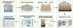 A comprehensive step-by-step visual guide showing the grain spawn preparation process for mushroom cultivation. The sequence begins with raw grains (wheat, rye, or sorghum) being cleaned and sorted to remove debris and damaged kernels. Next shows the grains being soaked in large containers of water for hydration, with water levels clearly above the grain surface. The third step depicts the brief boiling process with grains in boiling water and steam visible. Following this, the addition of supplements is shown with white gypsum powder and lime being measured and mixed into the hydrated grains using large mixing tools. The supplemented grains are then shown being packed into clear autoclave bags or glass jars, with proper headspace left for expansion. The packed containers are sealed with microporous tape or cotton plugs to allow gas exchange. The sterilization step shows the packed grain containers inside an autoclave with pressure gauges and steam visible. After cooling, the inoculation process is demonstrated with liquid mycelium being injected through sterilized needle into the grain bags, or agar wedges being transferred from petri dishes into jars using sterile tools under laminar flow conditions. The final images show incubated spawn containers with white mycelium completely colonizing the grains, transforming them into fluffy, white spawn ready for substrate inoculation. Temperature and humidity monitoring equipment is visible throughout the process.