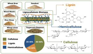 A detailed educational diagram showing various agricultural and forestry residues used as mushroom cultivation substrates alongside their chemical composition breakdown. The left side displays photographs of different substrate materials: golden wheat straw bales, fine brown rice straw, coarse corn stalks and cobs, light-colored hardwood sawdust, dark coffee grounds and husks, fibrous sugarcane bagasse, coconut coir fibers, and cotton plant residues. Each substrate photo is labeled with its common name and shows the characteristic texture and color. The right side features a large circular pie chart breaking down the three major chemical components of lignocellulosic biomass: Cellulose (35-50%) shown in green representing the primary structural carbohydrate, Hemicellulose (20-35%) in yellow representing the matrix polysaccharides, and Lignin (10-25%) in brown representing the aromatic polymer that provides structural rigidity. Molecular structure diagrams accompany each component showing cellulose's linear glucose chains, hemicellulose's branched sugar polymers, and lignin's complex aromatic network. Arrows connect the substrate materials to the composition chart, illustrating how these waste materials can be converted into valuable mushroom growing media through fungal enzyme action. The diagram effectively communicates the abundance and chemical complexity of agricultural waste streams available for sustainable mushroom production.