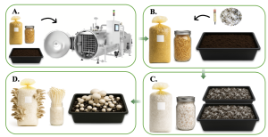 A four-stage mushroom cultivation process showing the complete workflow from sterilization to harvest. Image A displays packed substrate bags inside a large industrial autoclave with the heavy steel door open, showing multiple bags arranged on metal racks with steam pipes and pressure monitoring equipment visible, representing the critical sterilization phase at 121°C. Image B shows the inoculation process with a worker in sterile clothing using either liquid spawn injected through needles into substrate bags or solid spawn mixed into open containers under laminar flow hood conditions, emphasizing sterile technique and contamination prevention. Image C depicts the incubation phase with rows of inoculated substrate bags or containers placed on shelving systems in a controlled environment chamber, with white mycelium visible through clear packaging as it colonizes the substrate, along with temperature and humidity monitoring equipment maintaining optimal growing conditions of 22-28°C in darkness. Image D shows the final fruiting stage with mature mushrooms emerging from fully colonized substrates, displaying healthy mushroom clusters with well-formed caps and stems growing from bags or containers, with proper lighting, humidity control (80-95%), and fresh air exchange systems visible in the growing facility. The progression clearly illustrates the transformation from sterile substrate through mycelial colonization to harvestable mushrooms, representing the complete commercial mushroom production cycle.