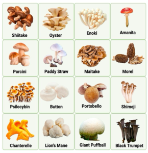 A collection of sixteen high-quality photographs arranged in a 4x4 grid showcasing the world's most popular edible mushroom species. Top row from left: White button mushrooms (Agaricus bisporus) with smooth white caps and stems; Brown cremini mushrooms with tan-colored caps; Shiitake mushrooms displaying their distinctive umbrella-shaped brown caps with white stems; Oyster mushrooms showing their characteristic fan-shaped, overlapping gray caps. Second row: Enoki mushrooms with their long thin white stems and tiny caps growing in clusters; King oyster mushrooms featuring thick white stems and small brown caps; Maitake (hen-of-the-woods) with its ruffled, layered brown appearance; Chanterelle mushrooms with their golden-yellow trumpet shape. Third row: Morel mushrooms displaying their distinctive honeycomb-textured caps; Porcini mushrooms with their bulbous brown caps and thick stems; Wood ear mushrooms showing their dark, ear-like gelatinous texture; Lion's mane mushrooms with their unique white, cascading icicle-like appearance. Bottom row: Nameko mushrooms with their small brown caps and gelatinous coating; Beech mushrooms showing clusters of small brown caps on white stems; Black trumpet mushrooms with their dark, funnel-shaped appearance; White jelly mushrooms displaying their translucent, brain-like texture. Each mushroom is photographed against a clean background to highlight their distinctive morphological characteristics.