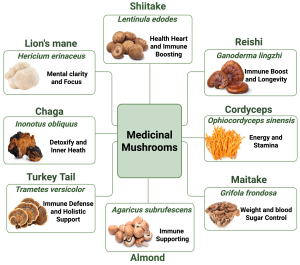 A comprehensive infographic displaying six major medicinal mushroom species with their associated health benefits. At the center is a large mushroom icon surrounded by six detailed sections. Top left shows Reishi (Ganoderma lucidum) with its distinctive glossy, reddish-brown cap, accompanied by icons representing immune support, liver health, and stress reduction. Top right features Cordyceps with its elongated, finger-like brown fruiting body, linked to energy enhancement, respiratory health, and athletic performance symbols. Middle left displays Lion's Mane with its white, shaggy appearance resembling a lion's mane, connected to brain health, cognitive function, and nerve regeneration icons. Middle right shows Turkey Tail with its colorful, fan-shaped, concentrically zoned appearance, associated with immune system support and cancer therapy assistance symbols. Bottom left presents Chaga appearing as a black, charcoal-like growth on birch trees, linked to antioxidant properties and immune support icons. Bottom right features Shiitake with its brown umbrella-shaped cap, connected to heart health, immune support, and anti-inflammatory benefit symbols. Each mushroom section includes scientific names, key bioactive compounds, and colorful icons representing their primary therapeutic applications including immune modulation, cognitive enhancement, cardiovascular support, and anti-cancer properties.