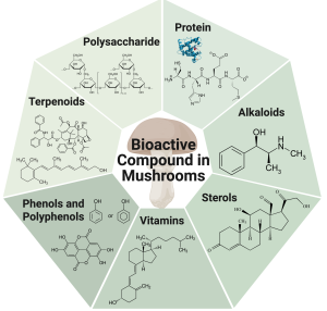 A detailed scientific diagram illustrating the major classes of bioactive compounds found in mushrooms. The center features a cross-section of a mushroom showing both the visible fruiting body and underground mycelial network. Radiating outward are six main categories of compounds with molecular structure representations and examples. Top section shows Polysaccharides including β-glucan molecular chains with their characteristic branched structure and specific examples like Lentinan from Shiitake and Pleuran from Oyster mushrooms. Moving clockwise, Terpenoids section displays complex ring structures of compounds like ganoderic acids from Reishi. Sterols section shows the four-ring steroid backbone structure of ergosterol and its conversion to Vitamin D2. Proteins/Peptides section illustrates amino acid chains and bioactive peptide structures with antimicrobial and immunomodulatory properties. Phenolic Compounds section displays aromatic ring structures of antioxidant molecules like gallic acid and chlorogenic acid. Alkaloids section shows nitrogen-containing heterocyclic compounds including cordycepin from Cordyceps. Each section uses color-coding and molecular diagrams to distinguish between compound classes, with arrows indicating their primary biological activities such as immune modulation, antioxidant effects, antimicrobial action, and therapeutic applications. The diagram effectively communicates the chemical diversity and complexity of mushroom-derived bioactive compounds.