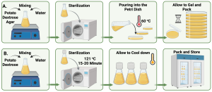 A side-by-side comparison showing two fundamental culture media preparation methods for mushroom cultivation. Image A (left) displays solid agar medium preparation featuring a stack of clear glass petri dishes containing golden-brown potato dextrose agar (PDA) with smooth, uniform surfaces ideal for surface mycelial growth. The agar appears properly set with no bubbles or irregularities, and the dishes are stacked to show multiple prepared plates ready for inoculation. Steam or vapor is visible above the plates indicating they were recently poured and are cooling. Image B (right) shows liquid medium preparation with several Erlenmeyer flasks containing clear to light amber potato dextrose broth (PDB). The flasks are equipped with cotton plugs or breathable caps to allow gas exchange while maintaining sterility. One flask shows slight agitation or movement of the liquid medium, indicating it may be on a shaker for aeration. The liquid medium appears clear and homogeneous, suitable for submerged mycelial cultivation. Both images emphasize sterile laboratory conditions with clean glassware and proper preparation techniques essential for successful fungal culture work.