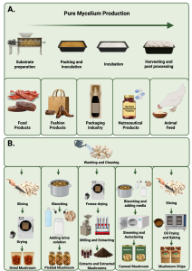 A comprehensive overview of mushroom-derived products and applications divided into two main sections. Image A (top) showcases mycelium applications across four major industries with representative products: Food industry featuring mycelium-based meat alternatives, sausages, and protein products with realistic textures; Fashion industry displaying mycelium leather products including shoes, bags, and clothing items that mimic traditional leather appearance and durability; Pharmaceutical industry showing capsules, tablets, and medical preparations containing mycelium-derived bioactive compounds; and Packaging industry presenting molded mycelium foam packaging materials, protective shipping containers, and biodegradable alternatives to polystyrene that decompose naturally. Image B (bottom) displays traditional mushroom value-added products including: freeze-dried mushroom powders in clear containers showing fine, uniform particles; pickled mushrooms in glass jars with visible spices and preservation liquids; concentrated mushroom extracts in dark bottles representing various solvent-based preparations; crispy mushroom snacks in colorful packaging showing dehydrated seasoned pieces; and canned mushroom products in metal containers for long-term storage. Each product category is clearly labeled and photographed to show both the raw materials and finished products, demonstrating the versatility of mushroom processing and the wide range of applications from traditional food preservation to cutting-edge biomaterial innovations. The images effectively communicate the economic potential and market diversity of mushroom-based products across multiple industries.RetryClaude can make mistakes. Please double-check responses. Sonnet 4