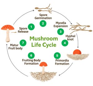 A circular diagram illustrating the seven-stage mushroom life cycle. Starting at the top, Stage 1 shows mature mushrooms releasing microscopic spores into the air. Stage 2 depicts spore germination on a nutrient-rich substrate with small germ tubes emerging. Stage 3 shows extensive mycelial expansion as white thread-like hyphae spread throughout the brown substrate material. Stage 4 illustrates hyphal knot formation where the mycelium begins aggregating into small dense clusters. Stage 5 shows primordia formation with tiny pin-like structures emerging from the substrate surface. Stage 6 depicts fruit body selection where some primordia develop while others abort, showing small mushroom pins at various development stages. Stage 7 completes the cycle with fully mature mushrooms featuring expanded caps ready to release spores. Arrows connect each stage in a clockwise direction, emphasizing the continuous reproductive cycle of fungi.