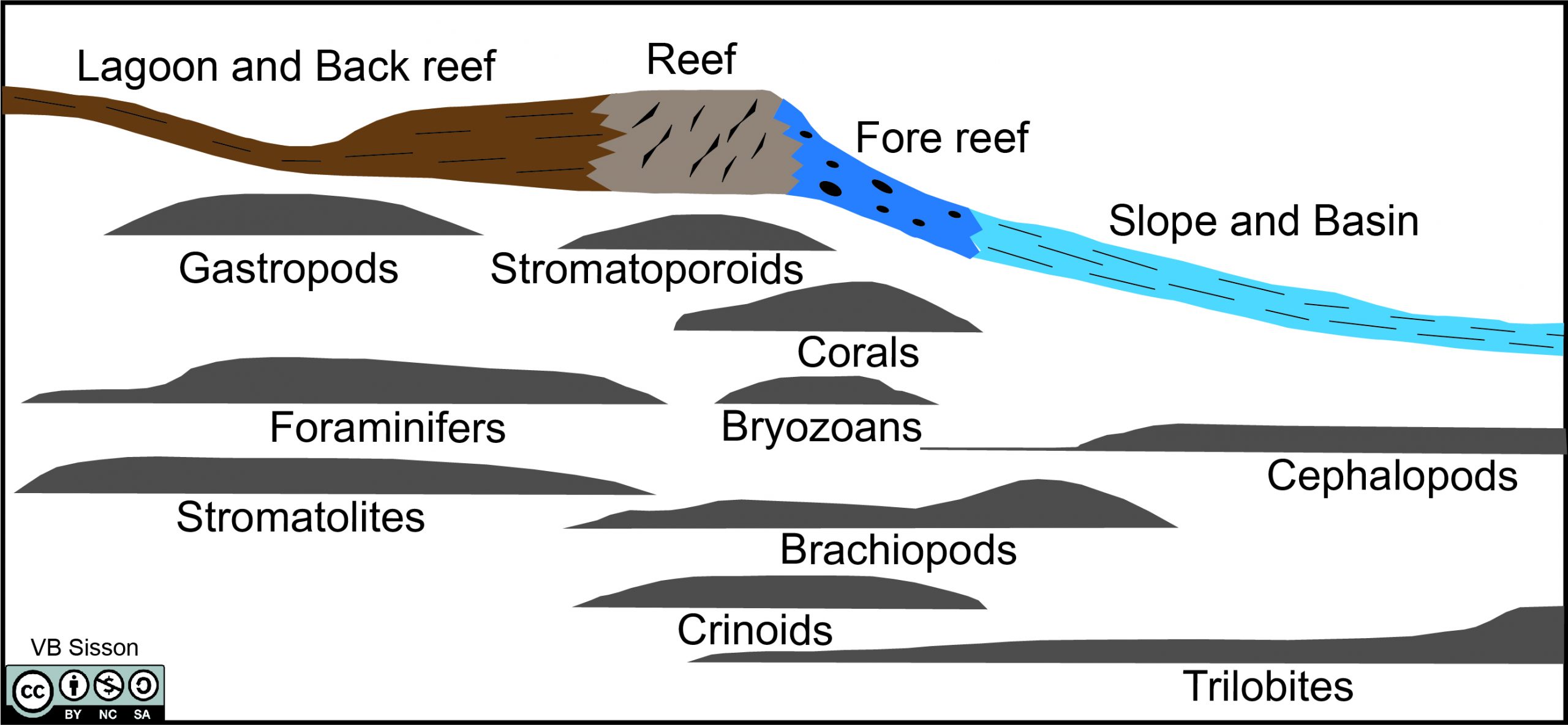 Structure of Devonian reef with distribution of various fossil types