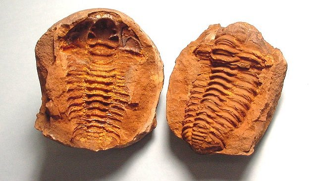 A mold (left) and cast (right) of a trilobite fossil
