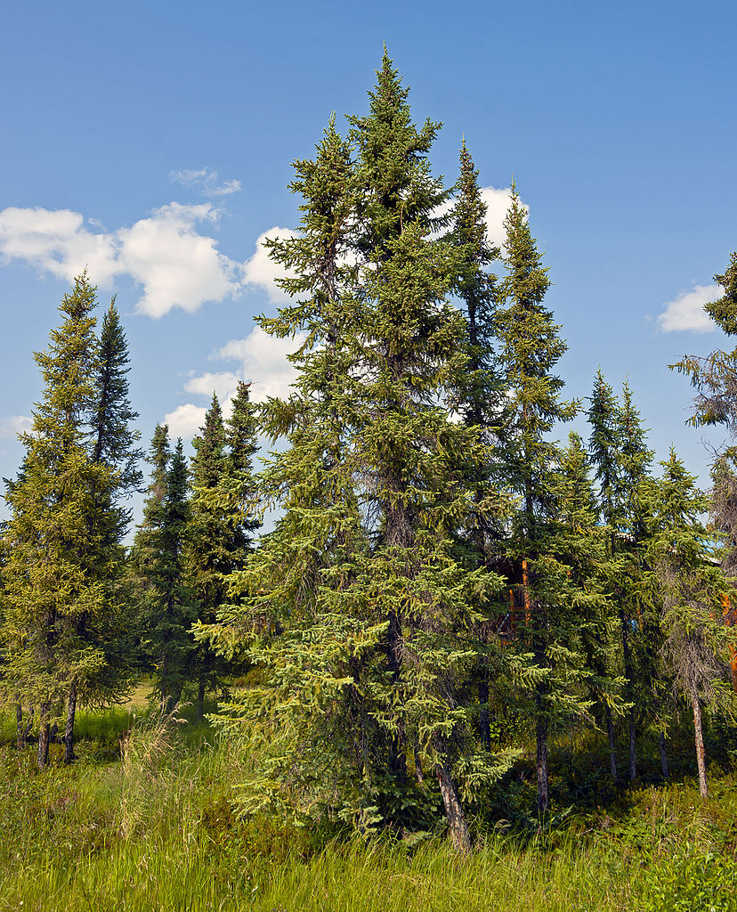 Several black spruce trees in an Arctic forest.