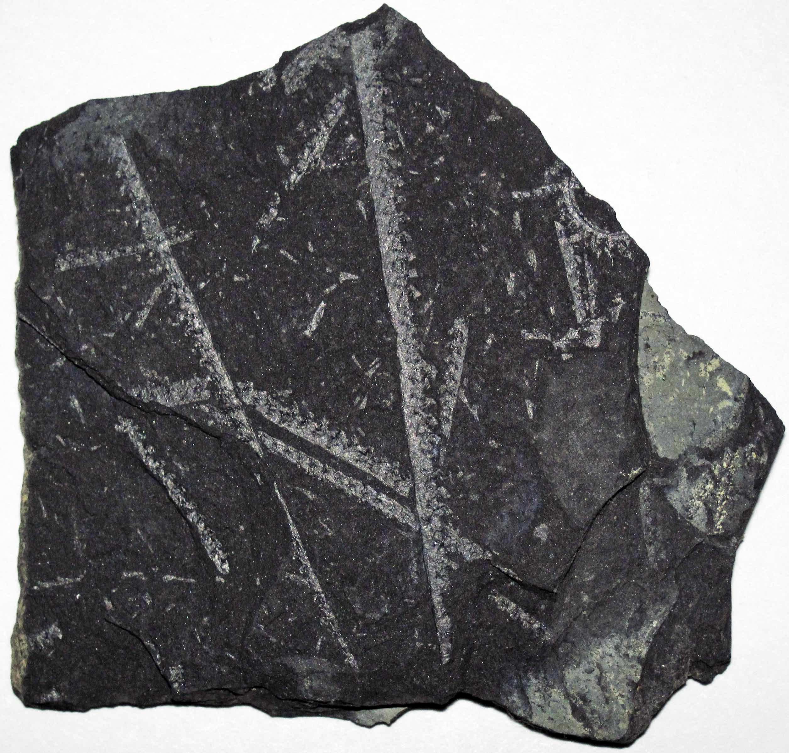 Carbonization of Silurian-aged graptolites from Poland