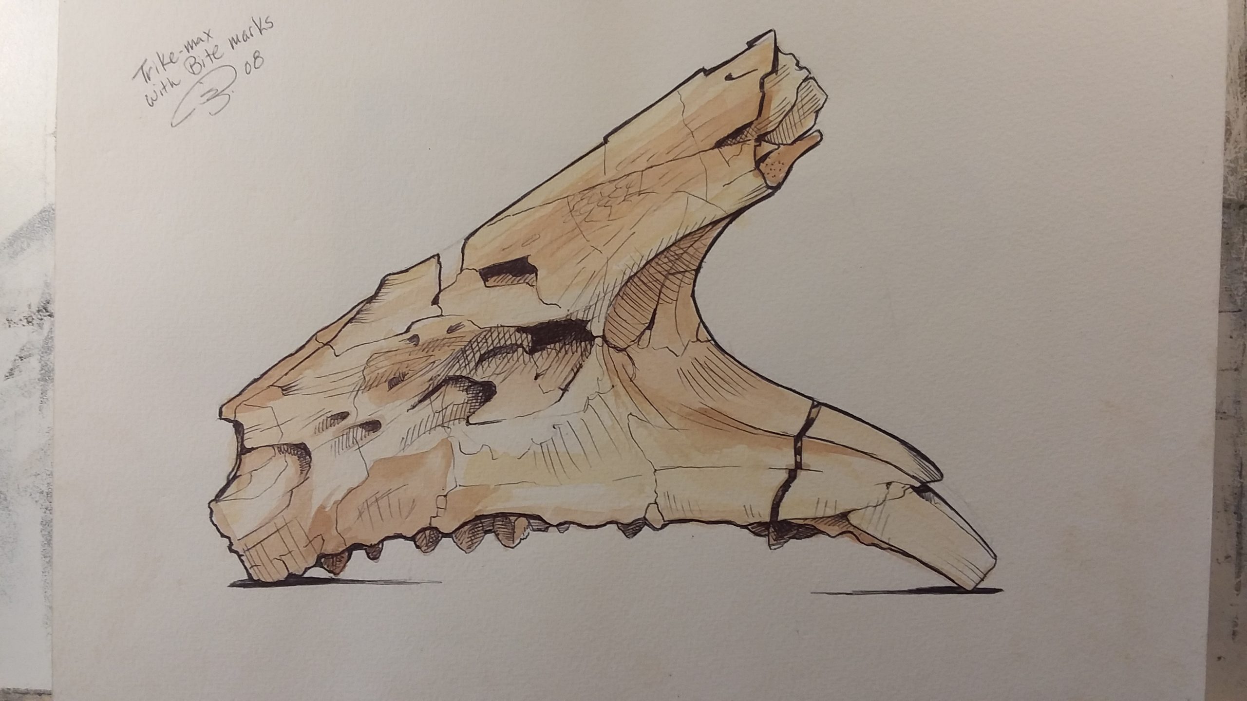 This Triceratops jaw sketch omits other surrounding details in order to focus on the bite marks.