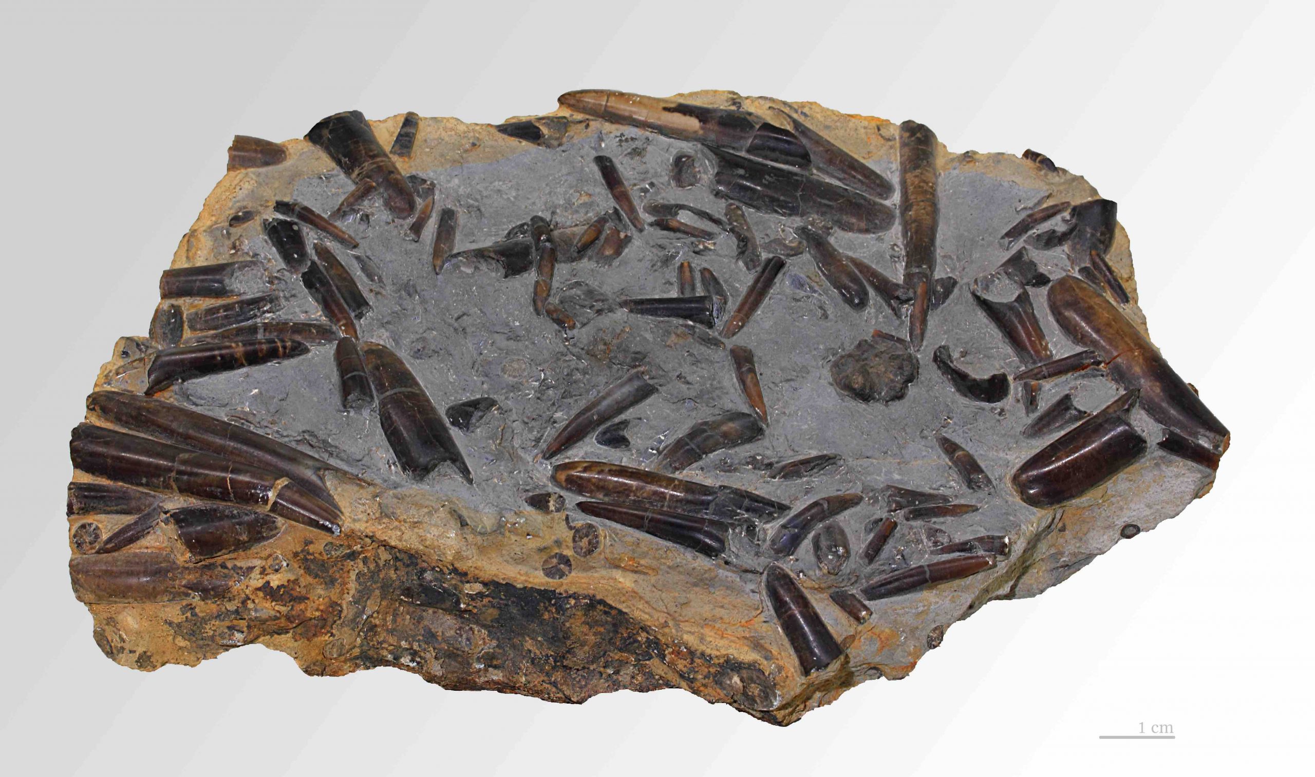 The belemnite fossils are the cone-shaped objects in this sedimentary rock.