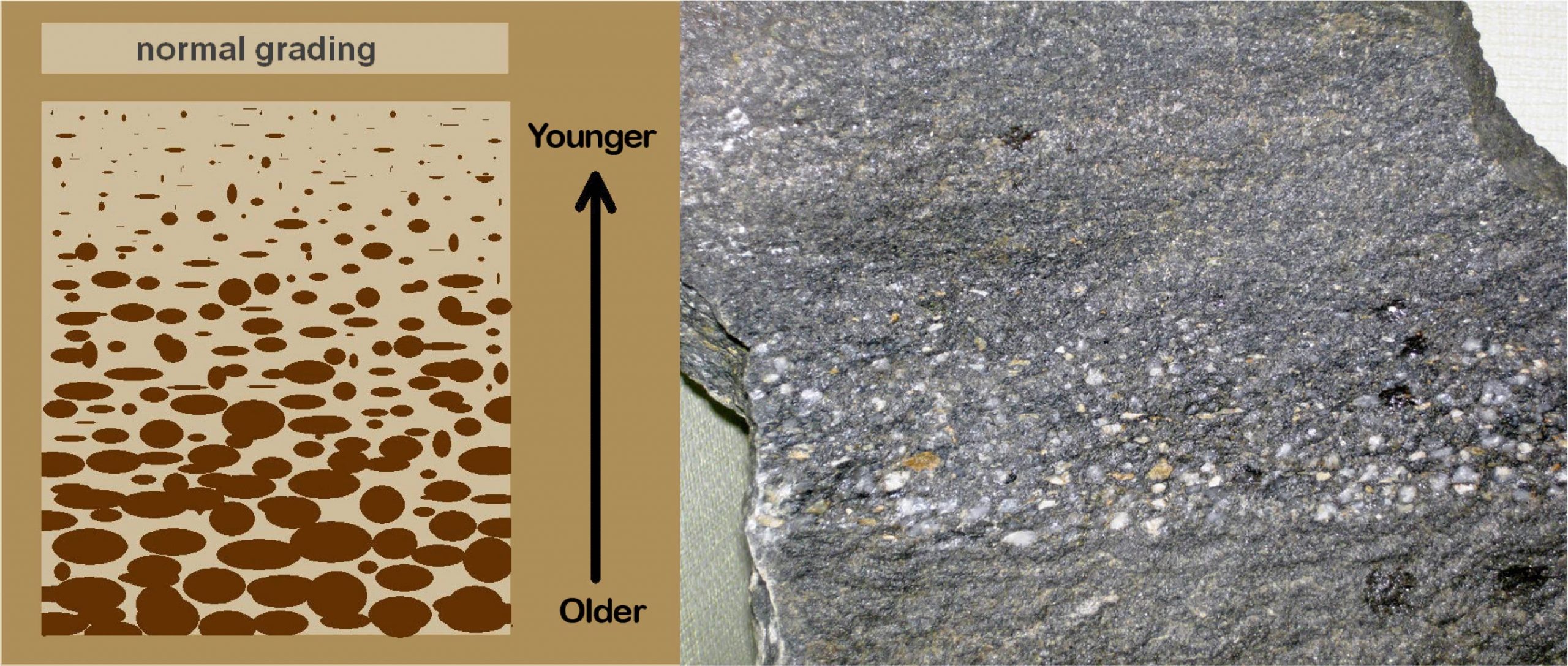 This images show normal grading. The left side of the figure is a sketch and the right a rock sample.