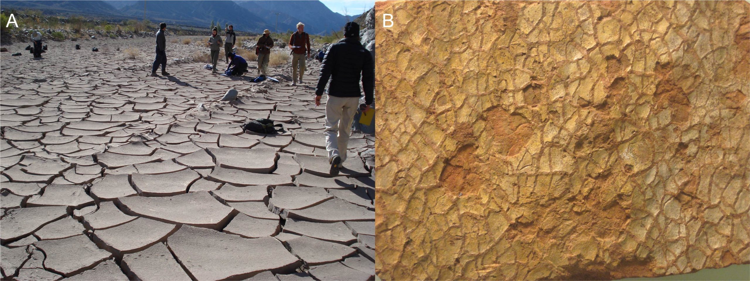 These images show mudcracks. The left image shows modern dried up clay-rich sediment. The right image has ancient cracks.