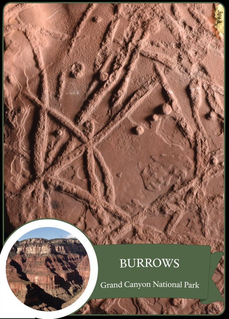 This image shows Scoyenia burrows and the markings cross one another.