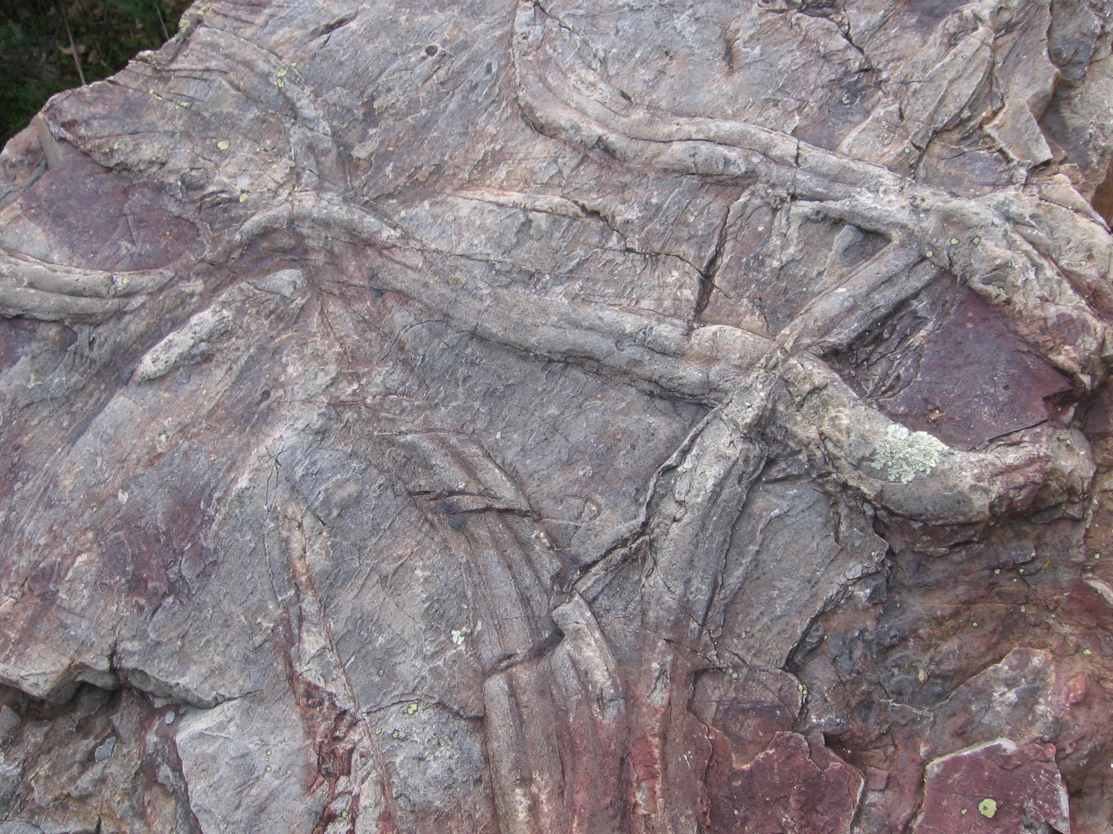 This rock has dual-lobed tracks that are part of the Cruziana ichnofacies.