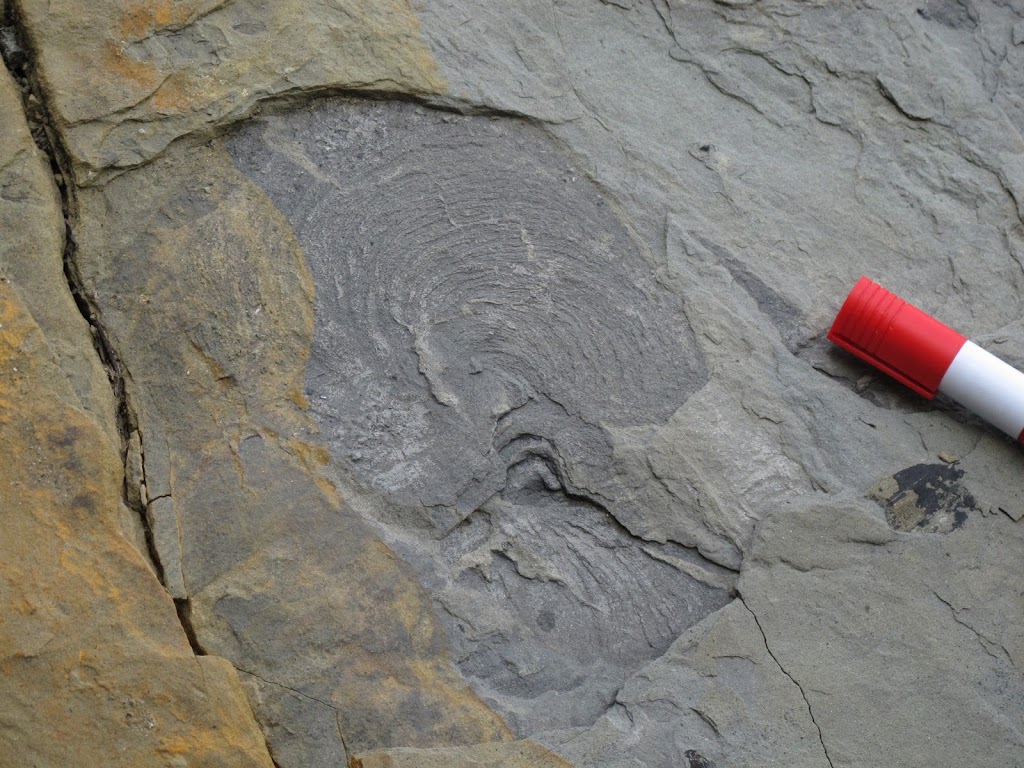 The spiraling marks on this rock are Zoophycos trace fossils.