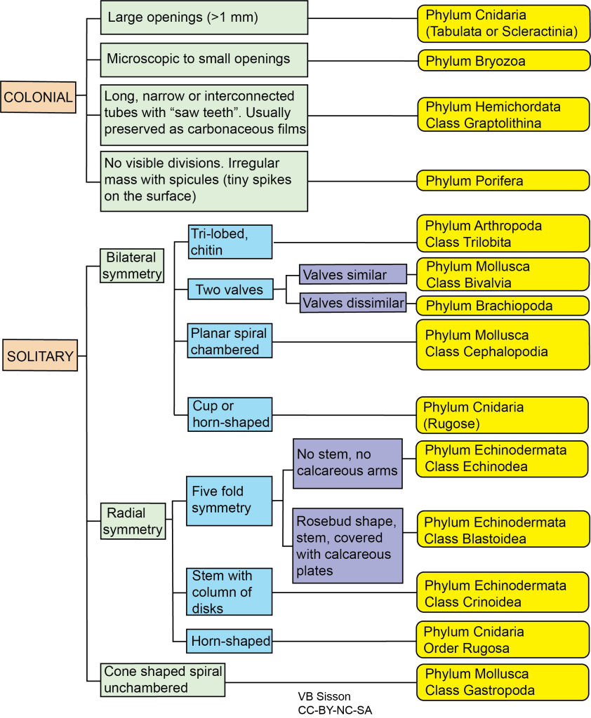 Flow chart using characteristics to identify the phylum and class of common fossils
