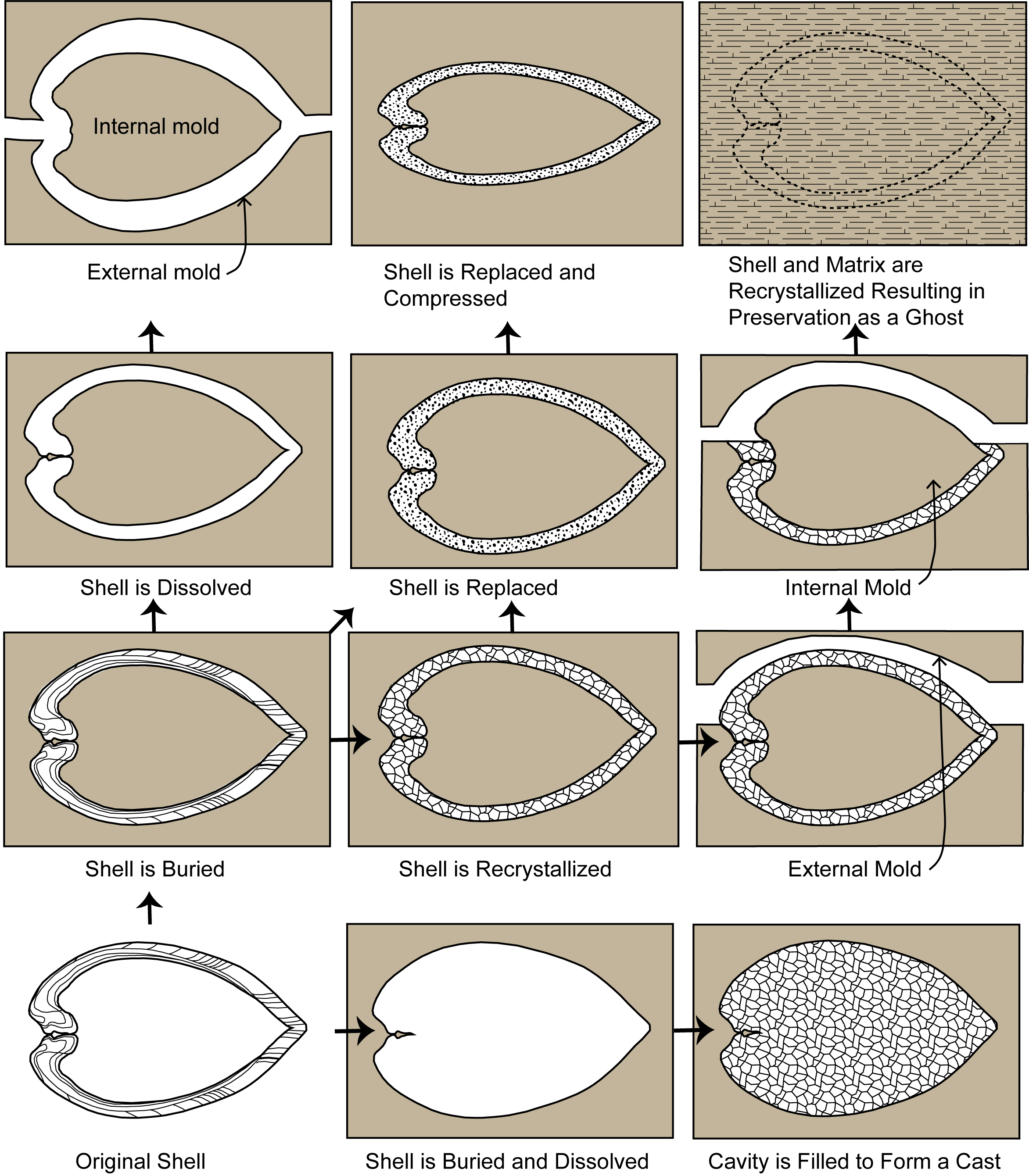 Types of fossilization including alteration, replacement that result in casts and molds.