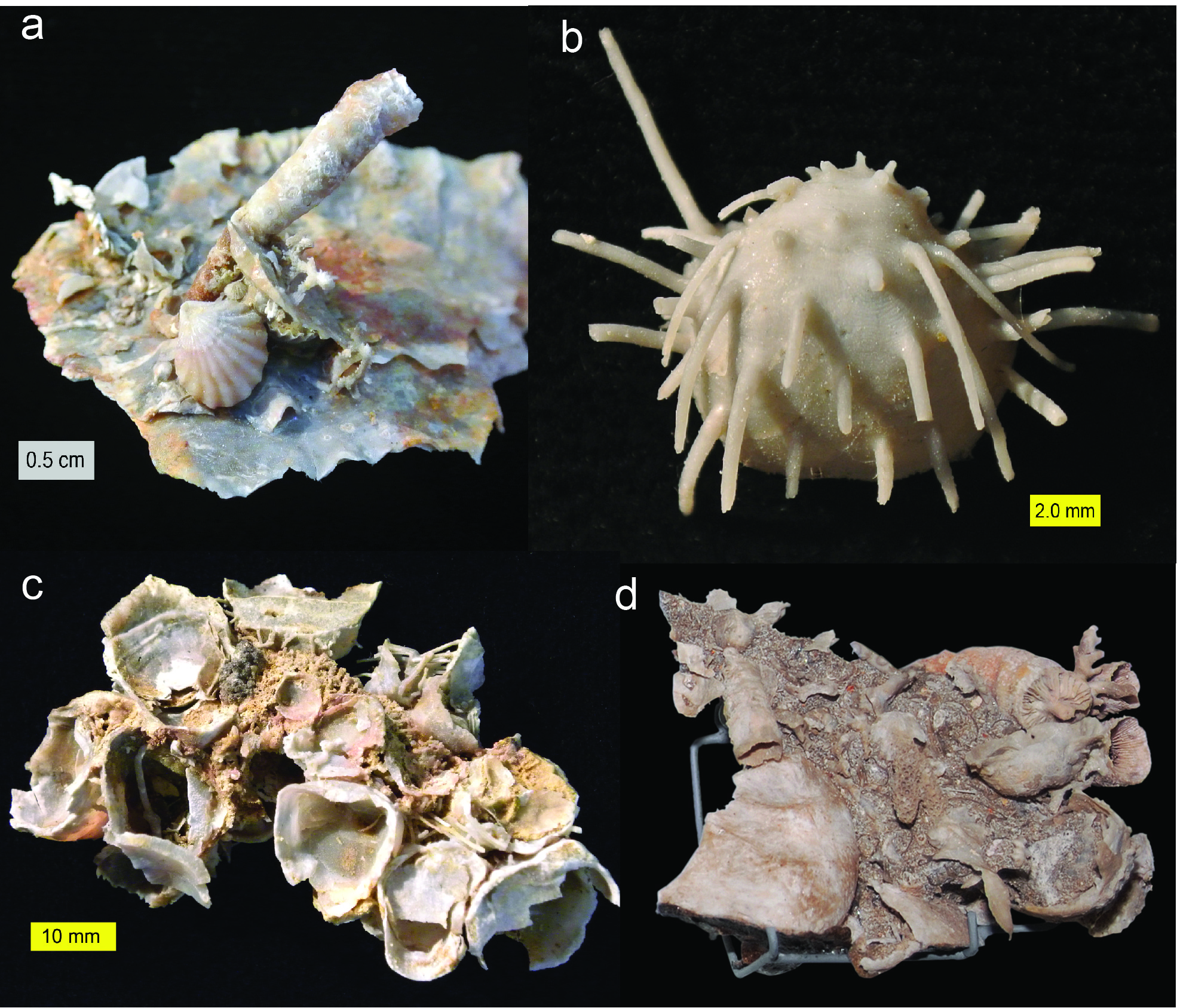 Fossils from the Capitan Formation of the Glass Mountains
