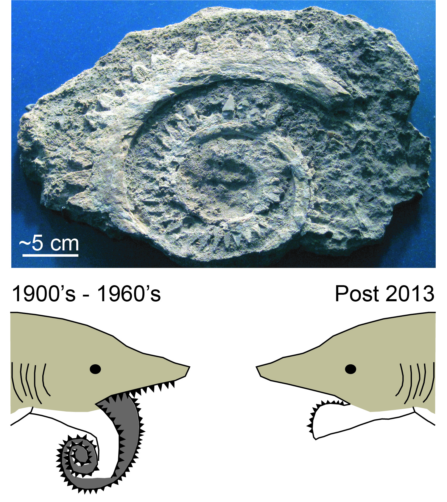 Helicoprion jaw with two possible reconstructions